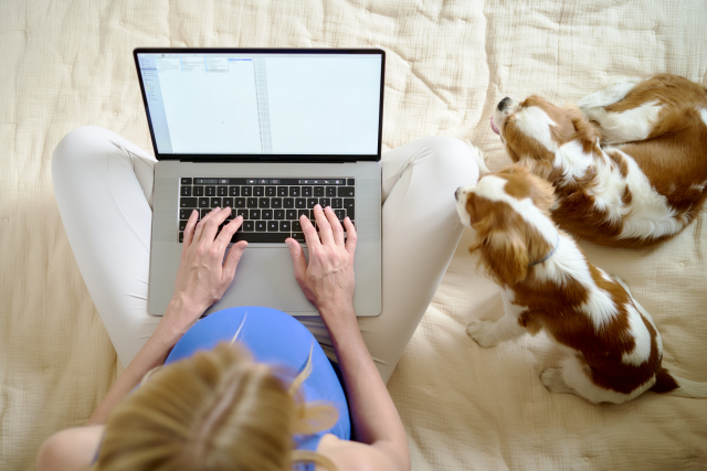 2匹の犬の横で妊婦がパソコンを操作している